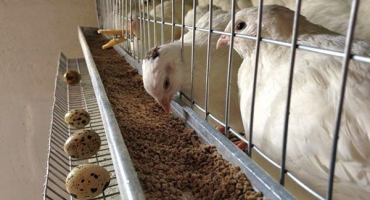 Jak chovat křepelky v zimě?